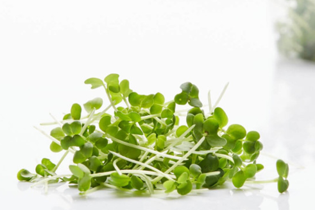 Complete Guide to Growing Mustard Microgreens