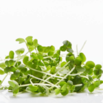 Complete Guide to Growing Mustard Microgreens