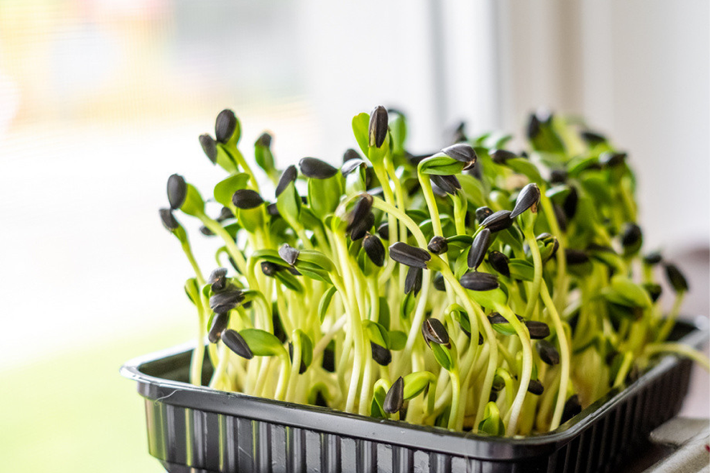 Sunflower Microgreens Made Easy