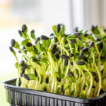 Sunflower Microgreens Made Easy